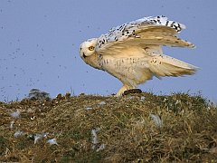 Snowy Owl, Arctic National Wildlife Refuge, Alaska